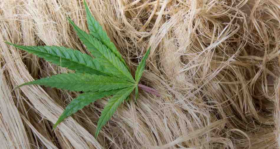 Hemp