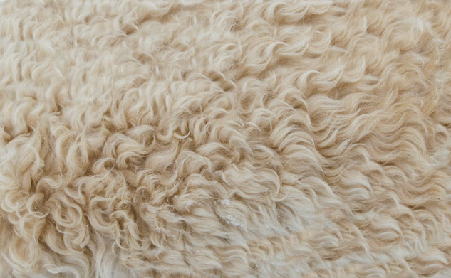 Wool